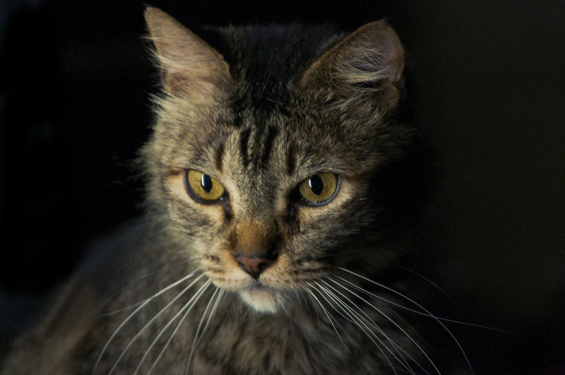 chat gris à poil regard