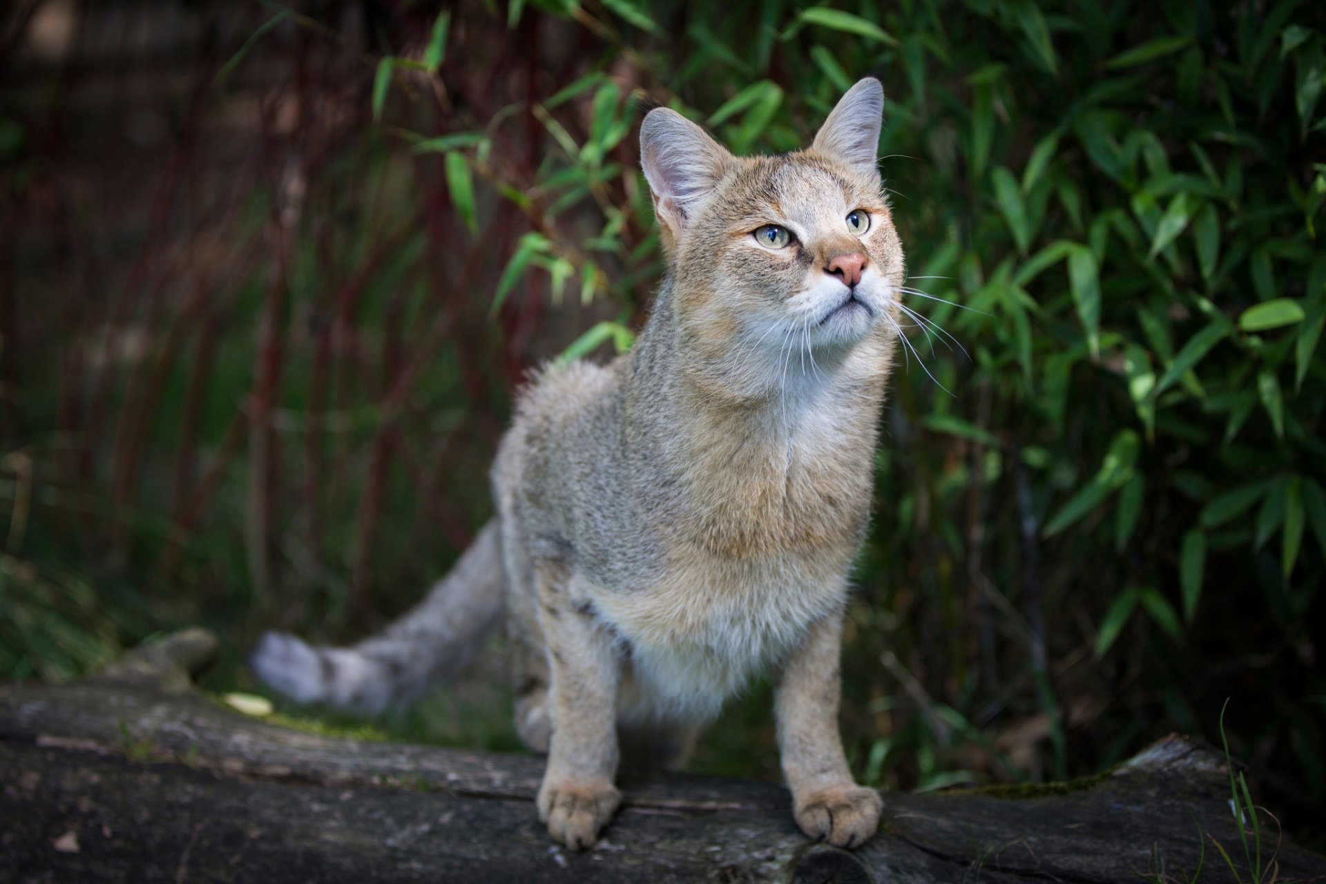 gatto di canna gatto selvaggio canna