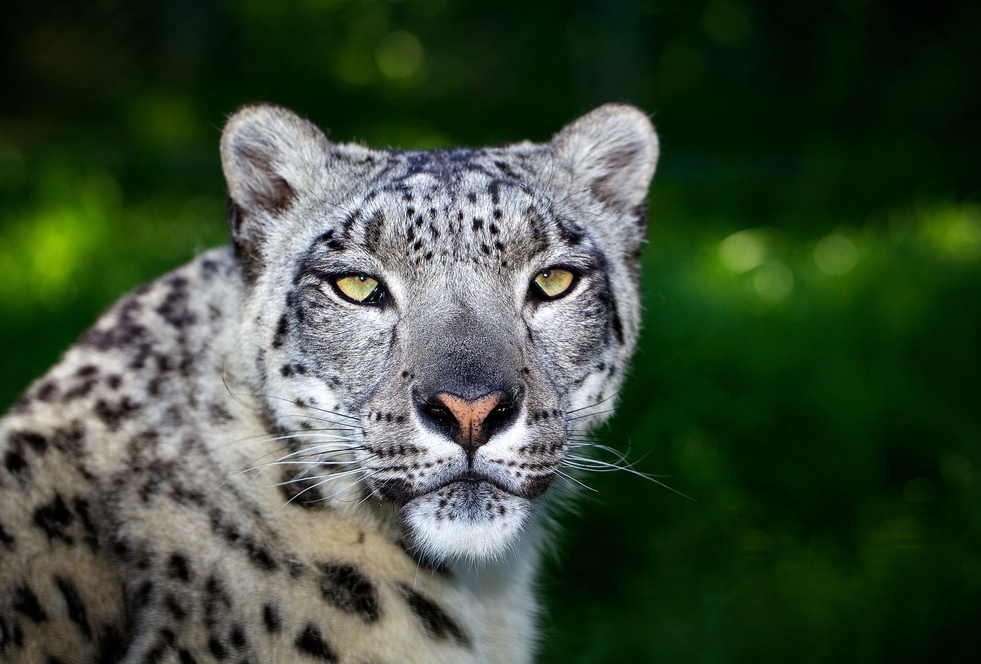 predatore leopardo muso gatto selvaggio verde