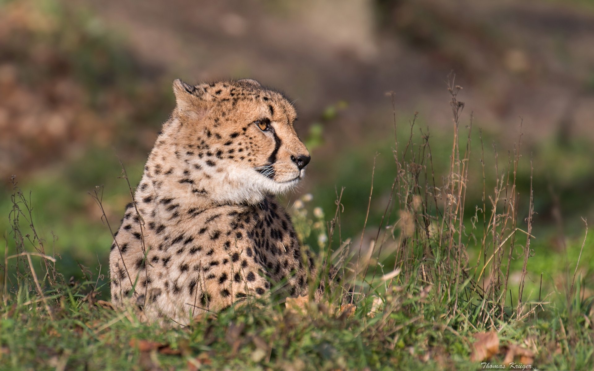 gepard żbik drapieżnik portret trawa