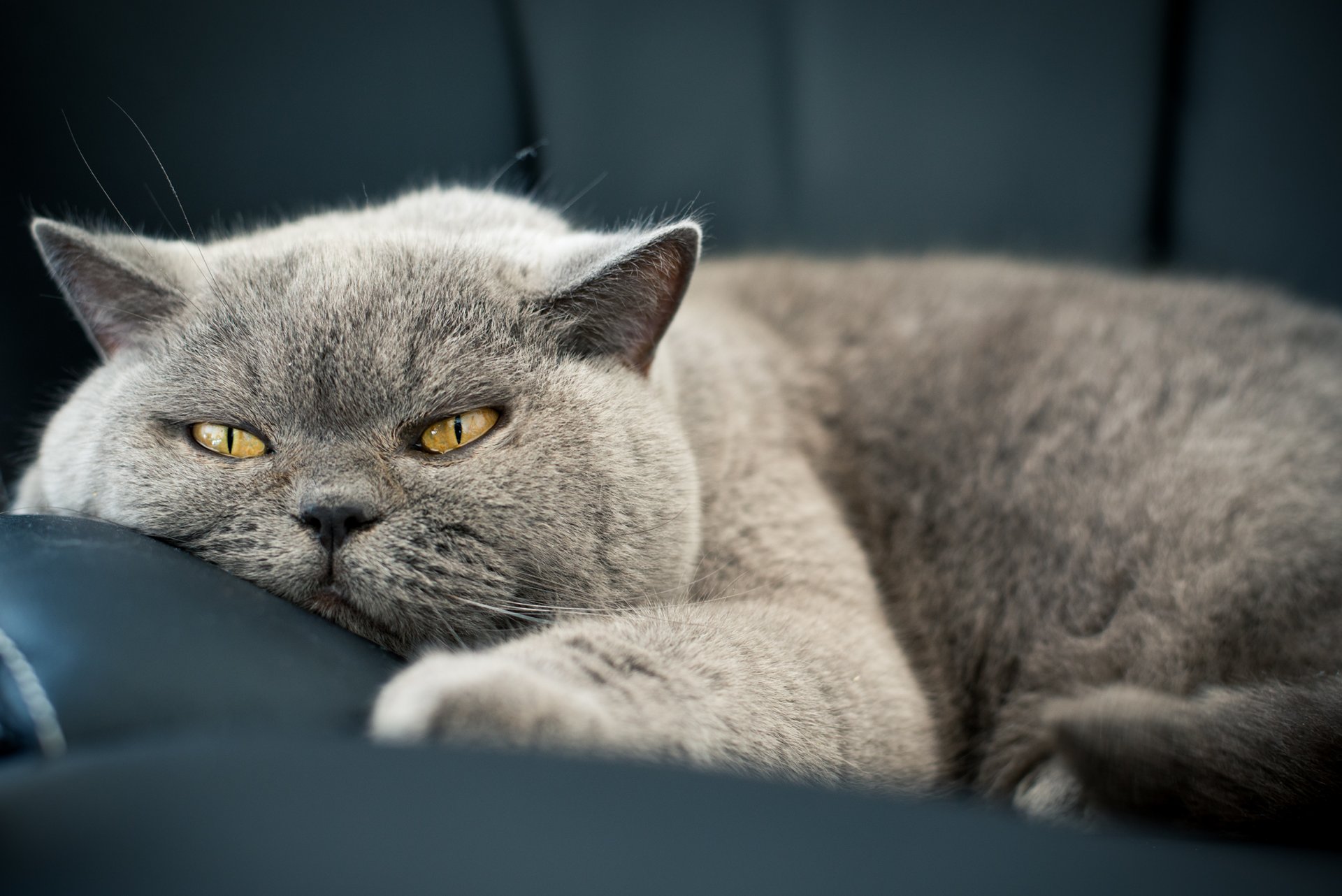 gato gato gato ojos pelo hocico mirada