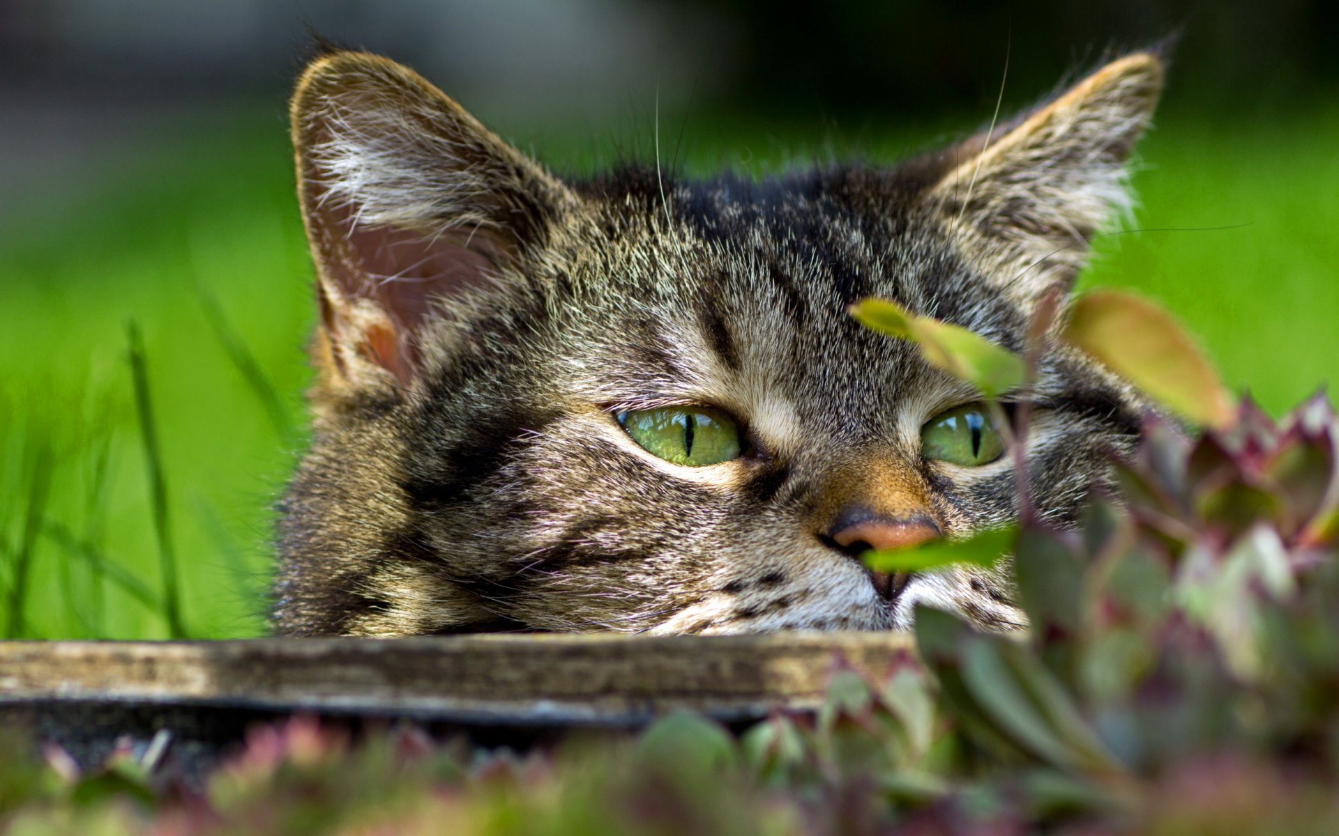 chat vue gros plan