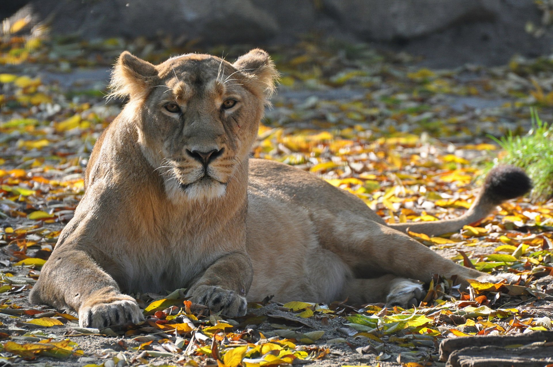 leo lioness sports view predator foliage