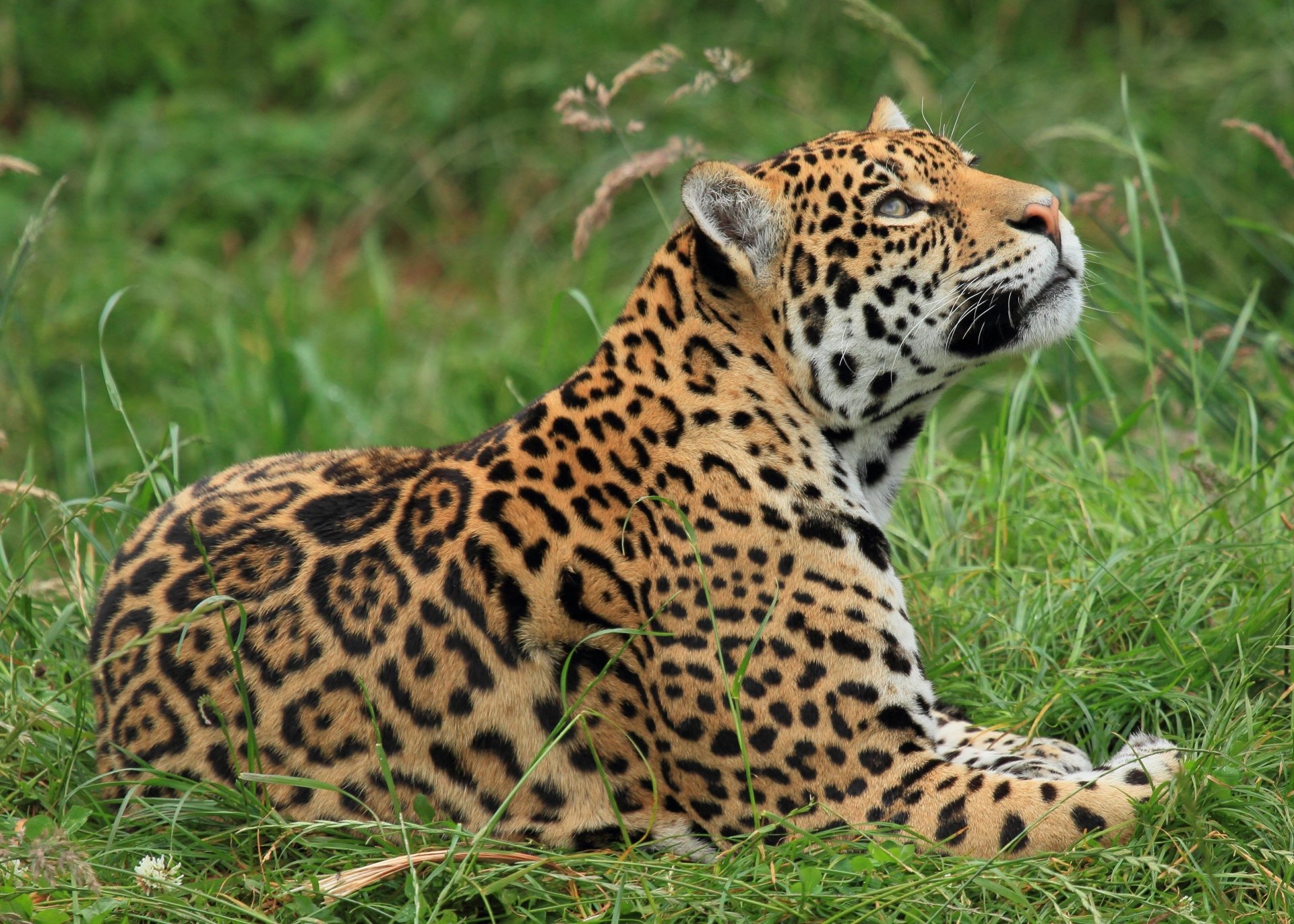 jaguar chat sauvage repos herbe profil vue vers le haut