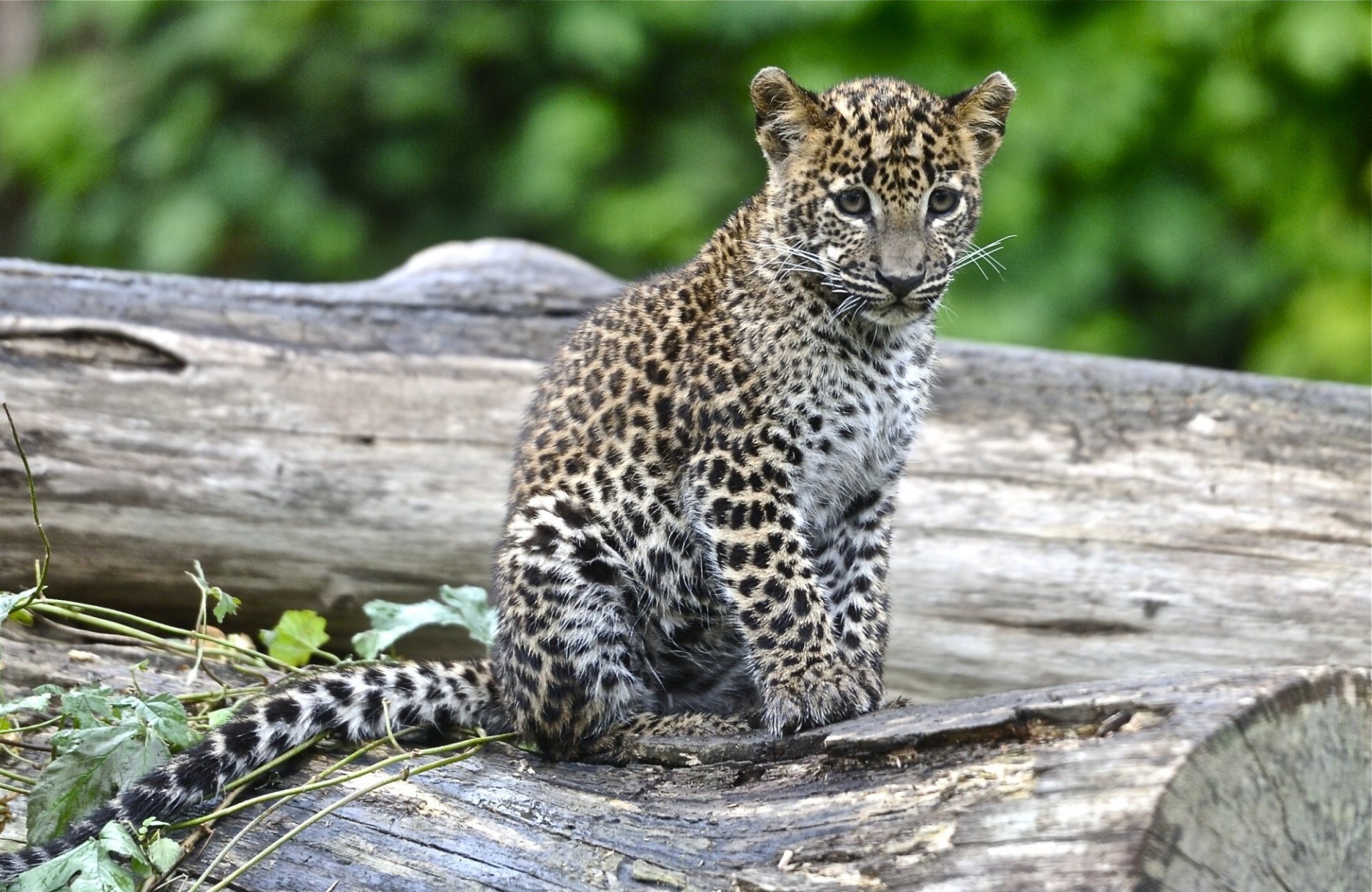 leopard baby spot