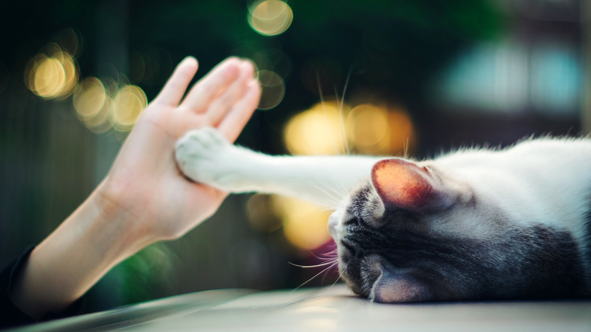 cat is paw hand palm bokeh light