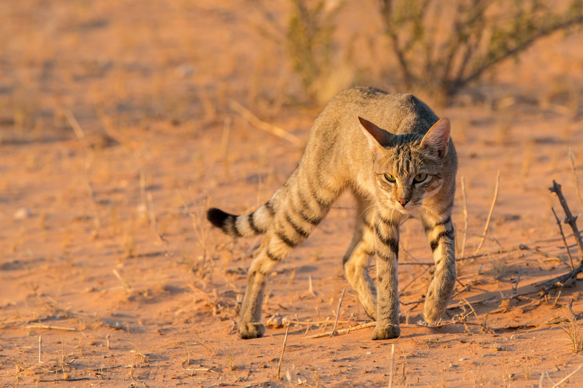 cat africa wild