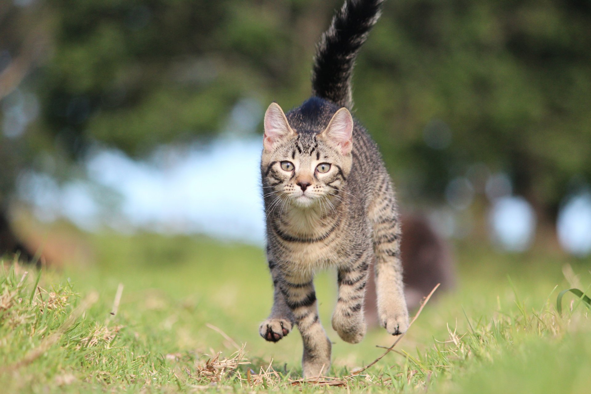 herbe éblouissement chaton gris course