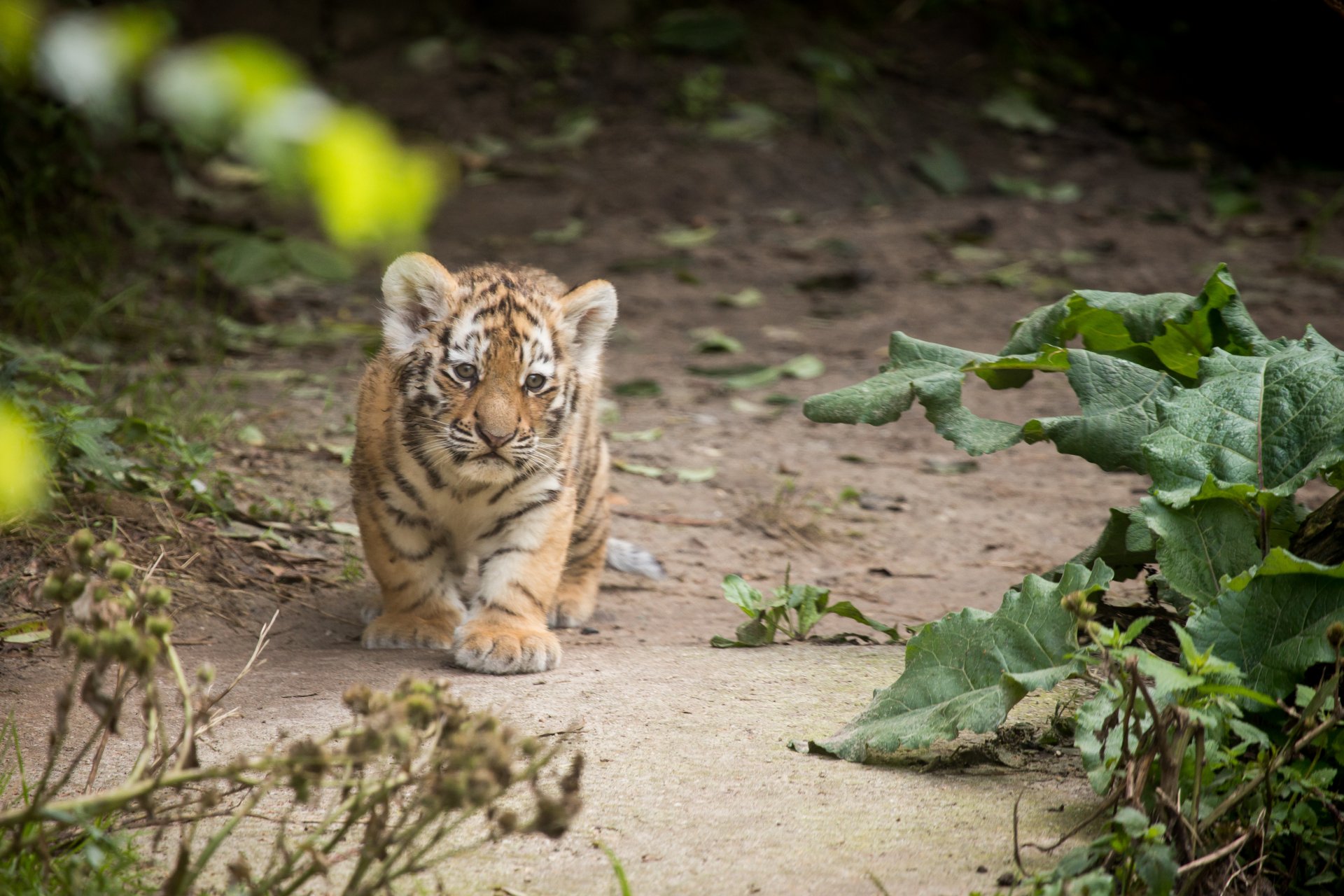 tiger amur cat mug