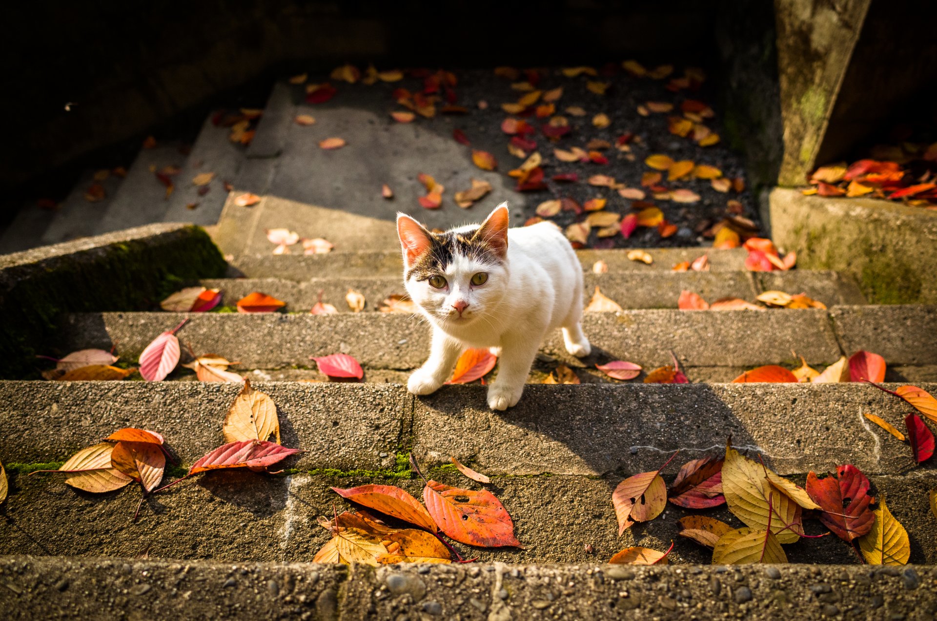 tairs leaves autumn cat view