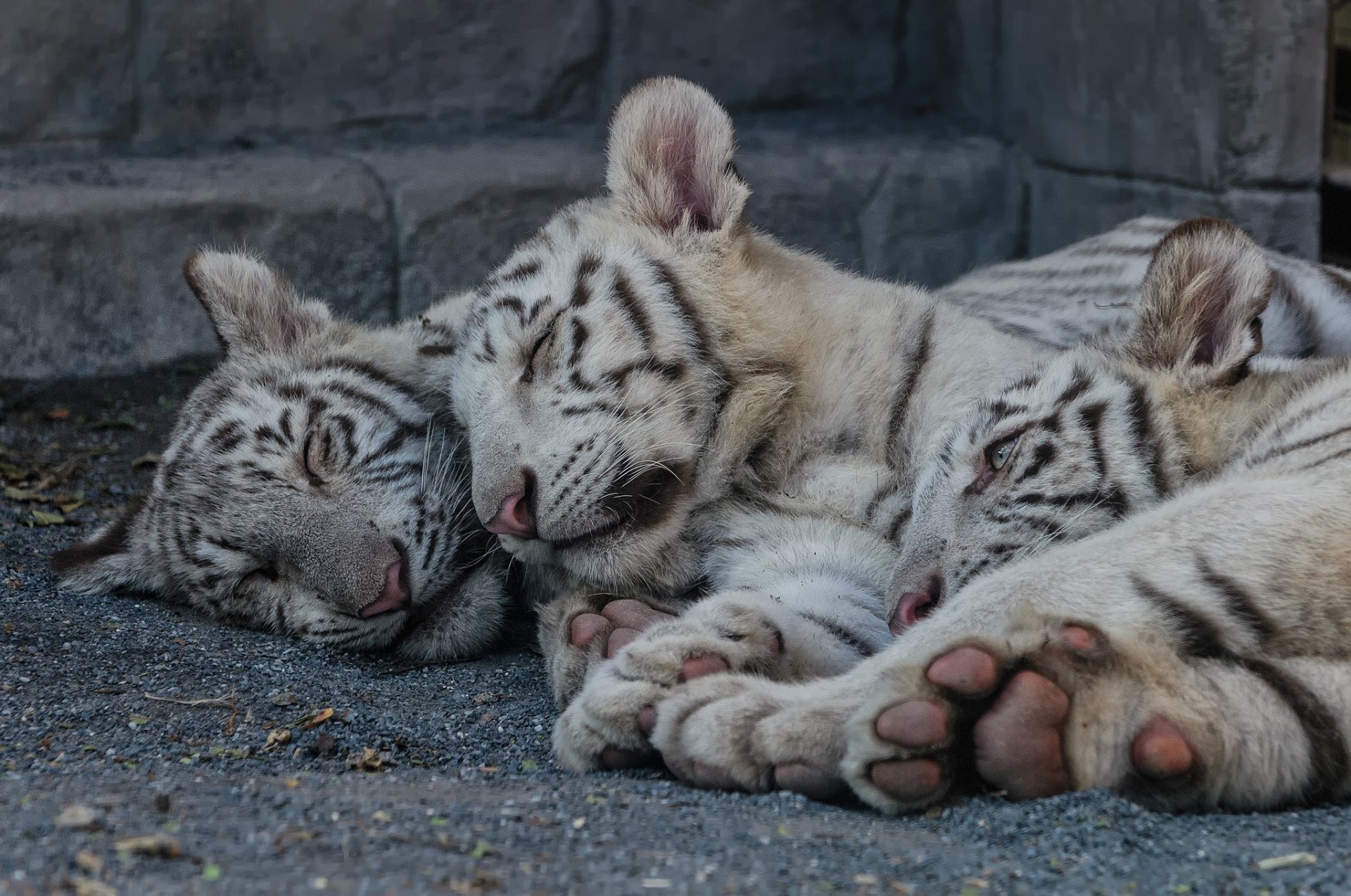 tigre bianca gatto cuccioli di tigre gattini cuccioli riposo sonno trinità