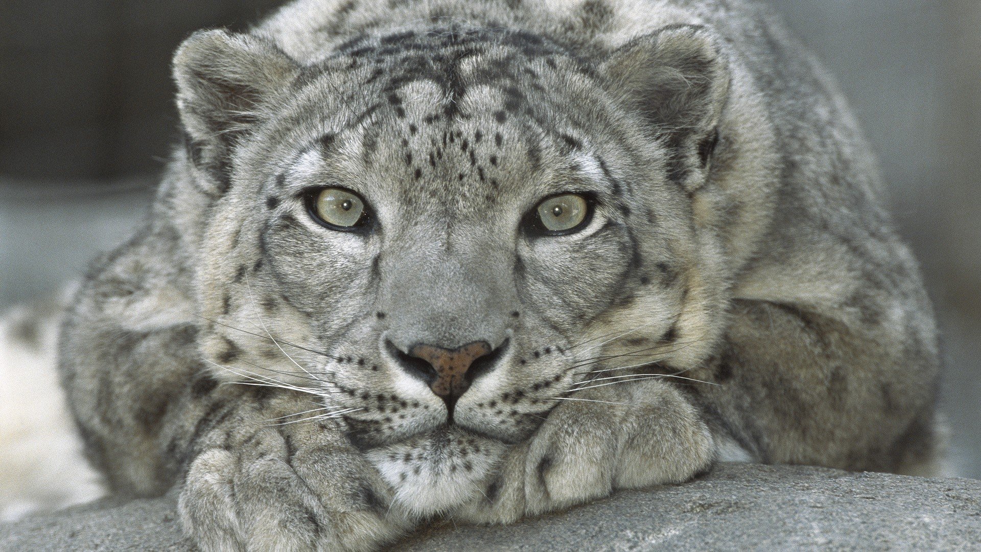 léopard repos pierres gris yeux