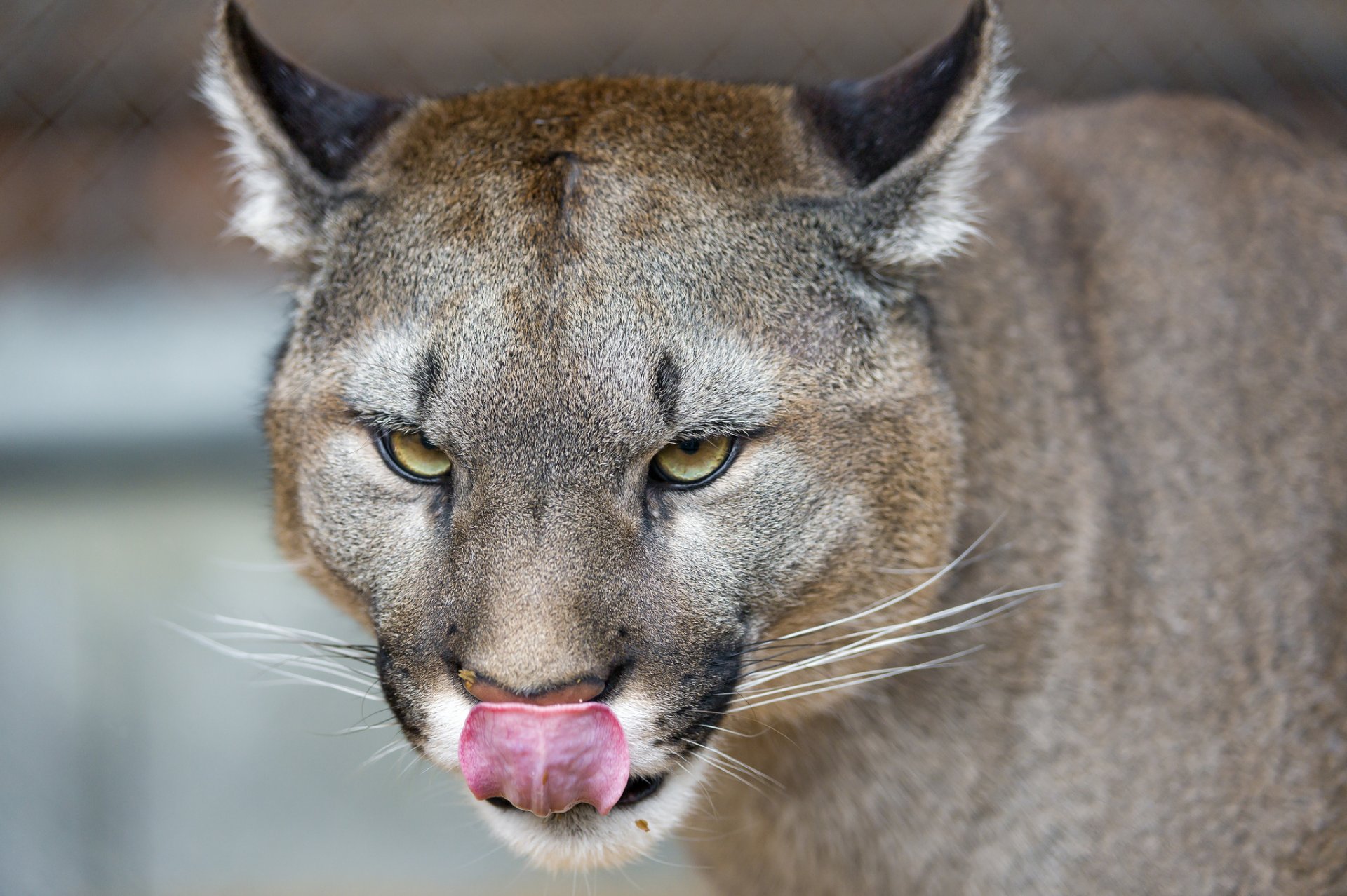 puma cougar lion de montagne chat vue langue ©tambako the jaguar