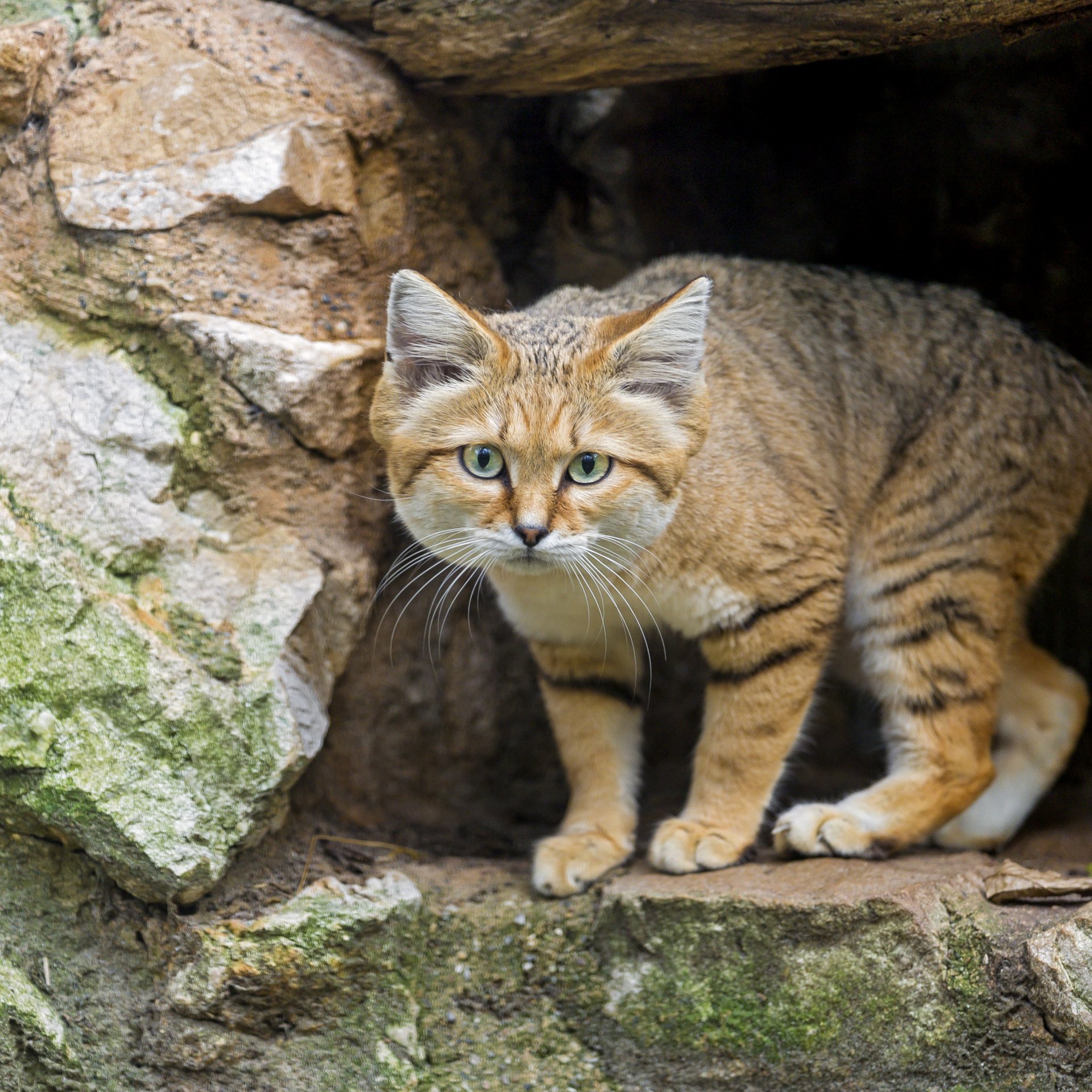 kot barchan kot piaskowy spojrzenie kot piaskowy ©tambako the jaguar