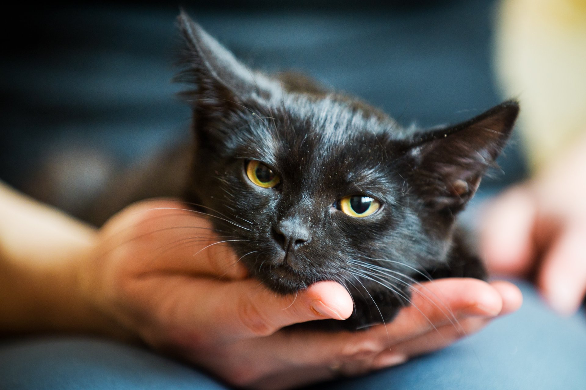 katze katze katzen schnauze kopf hände handfläche