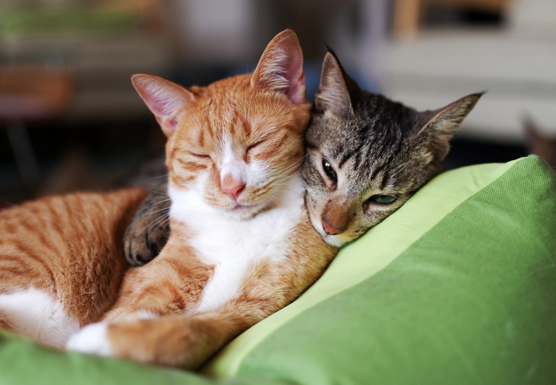 katzen katzen zwei rot grau schlafen kissen