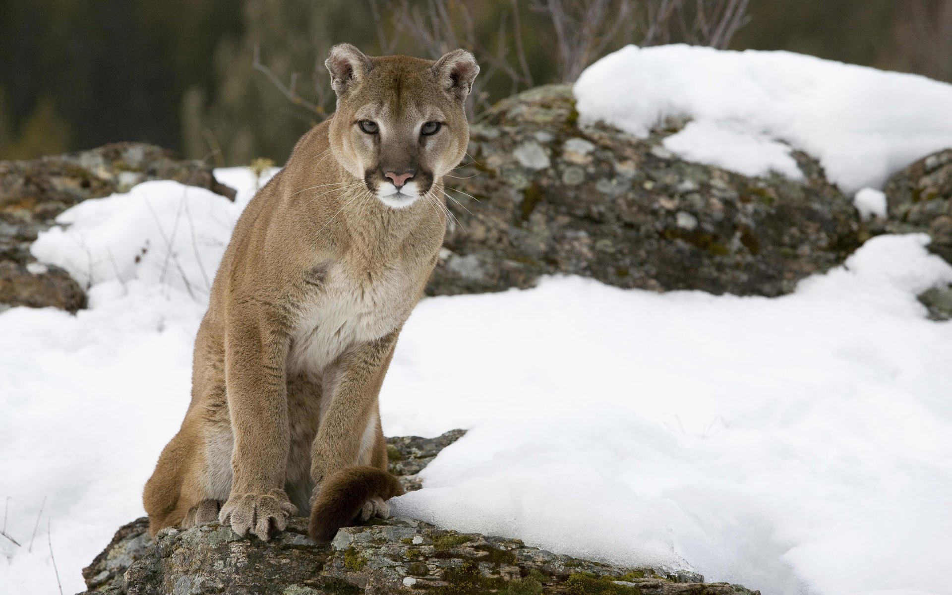 puma puma berglöwe katze schnee stein