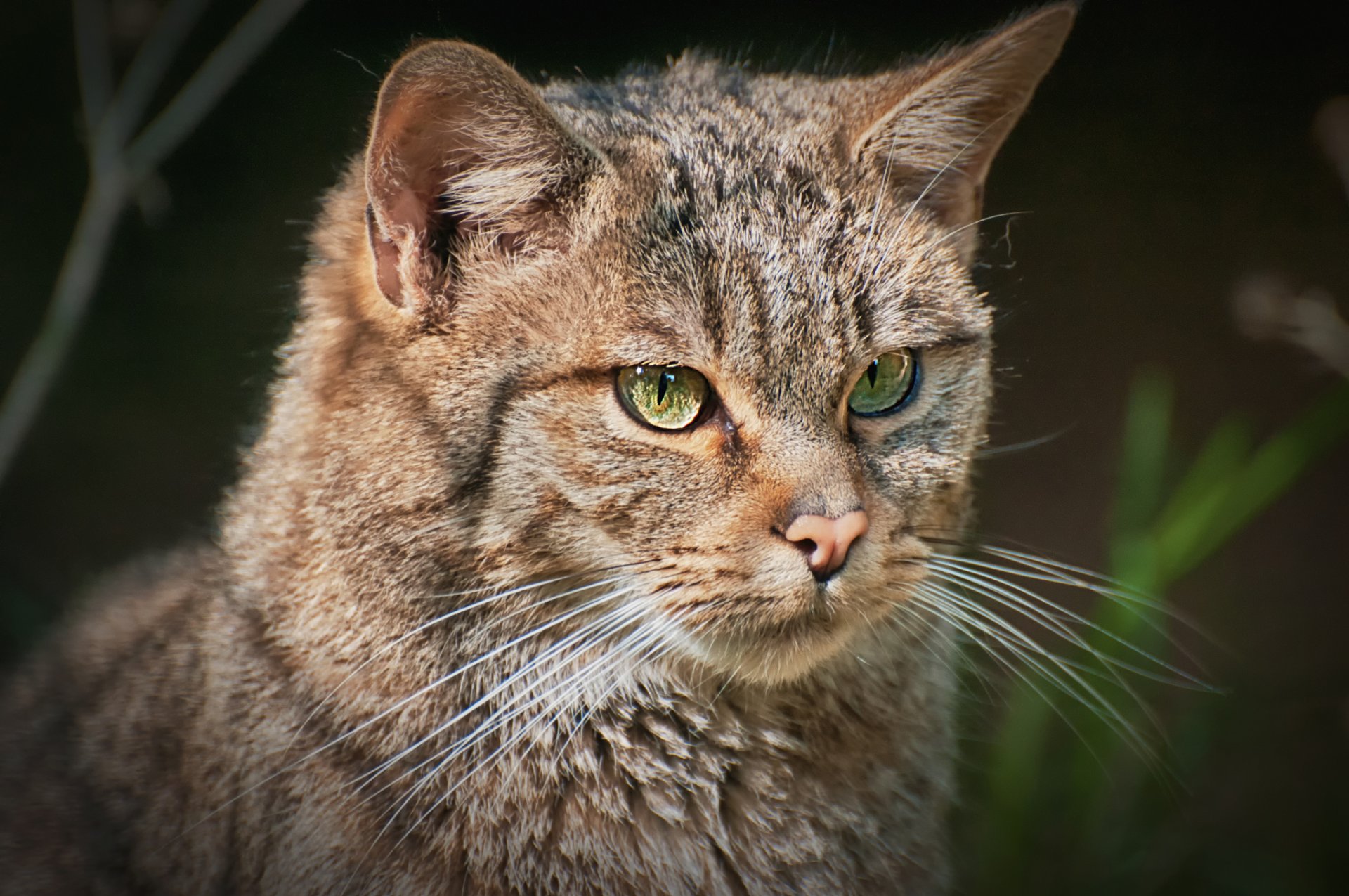 europäische waldkatze porträt blick hintergrund