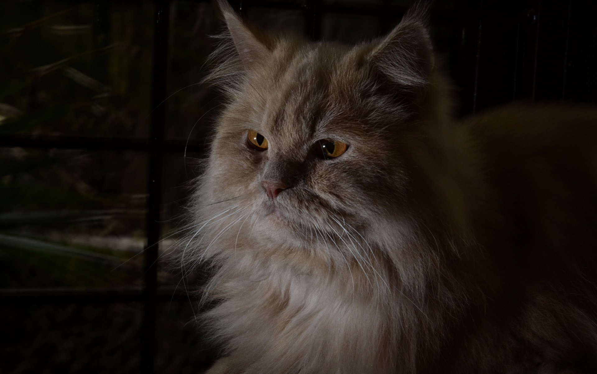 gatto rosso peloso si trova