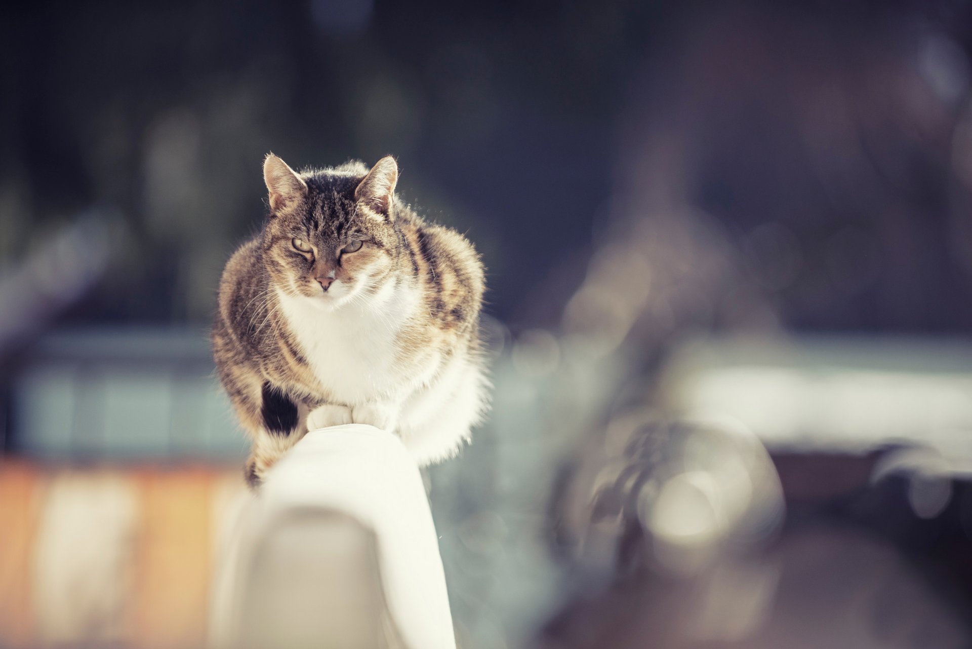 cat cat bokeh