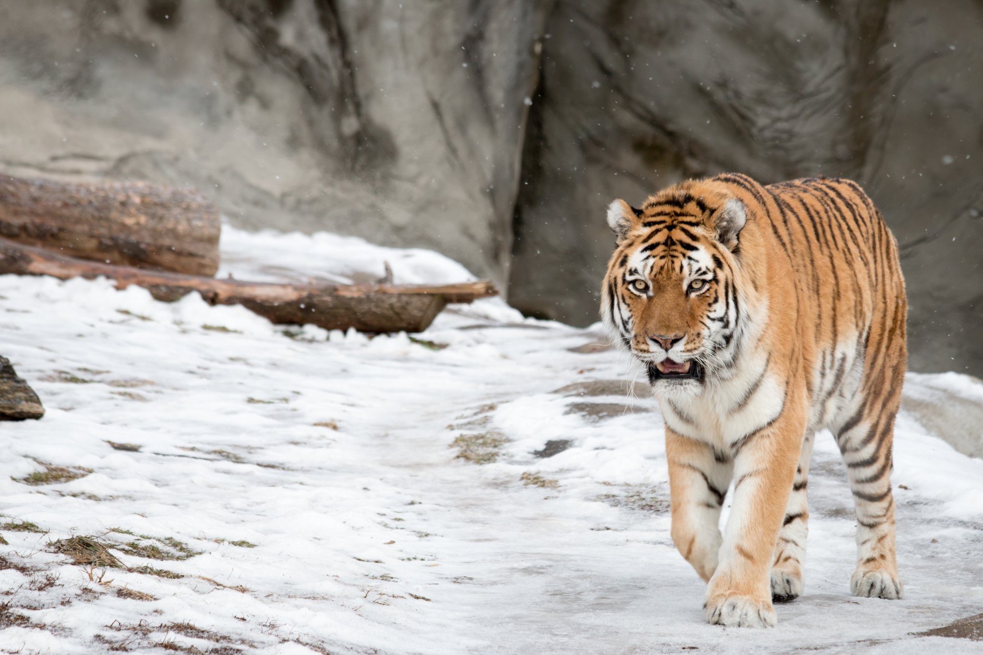 tigre dell amur gatto selvatico inverno neve