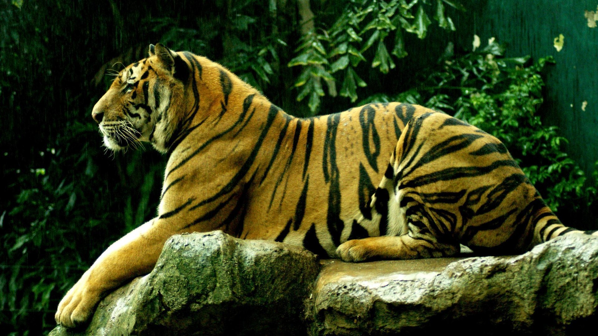 tigre sfondo bestia