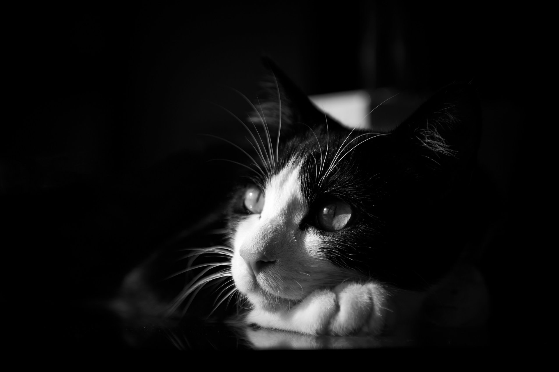 cat black and white monochrome