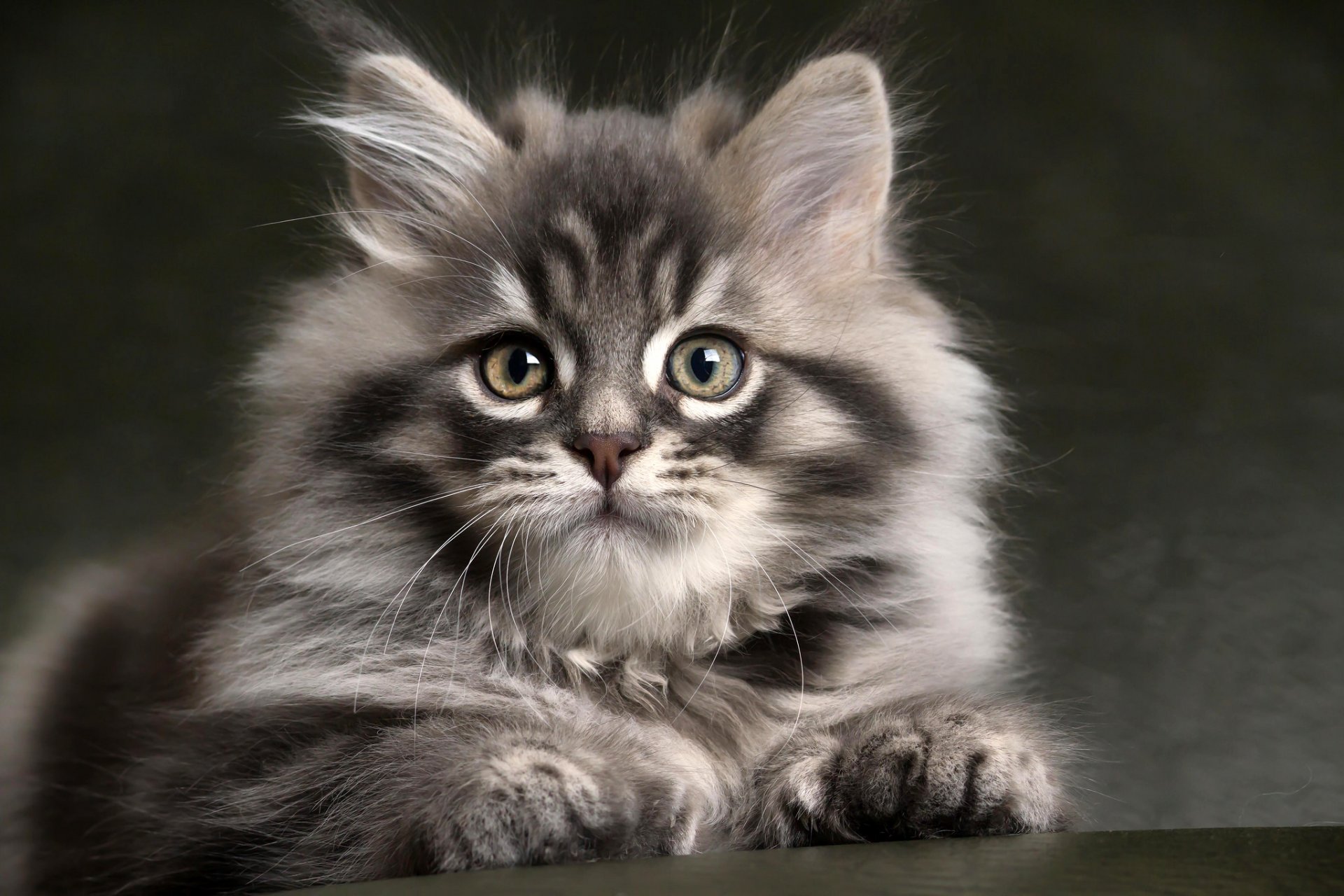 kitten cat cat gray fluffy muzzle look