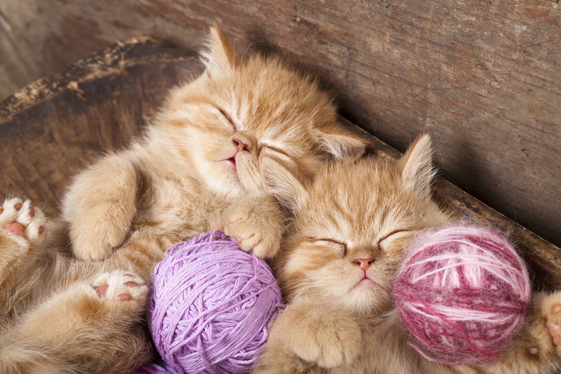 kittens redheads sleeping sleep twins threads tangle