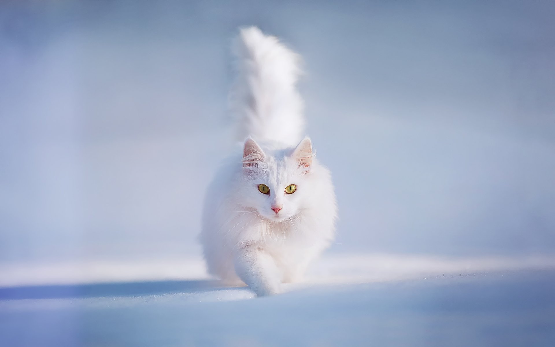 gatto gatto kotasha bianco e soffice occhi gialli neve