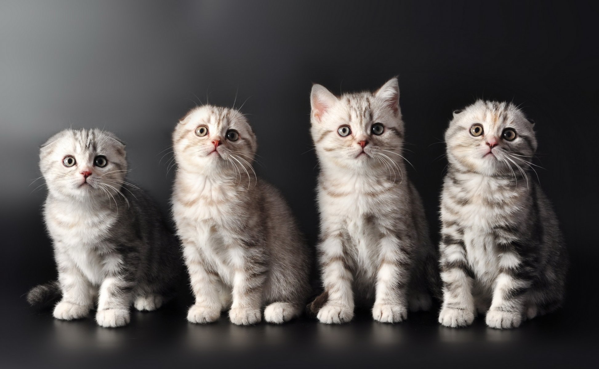 chatons chats mignon