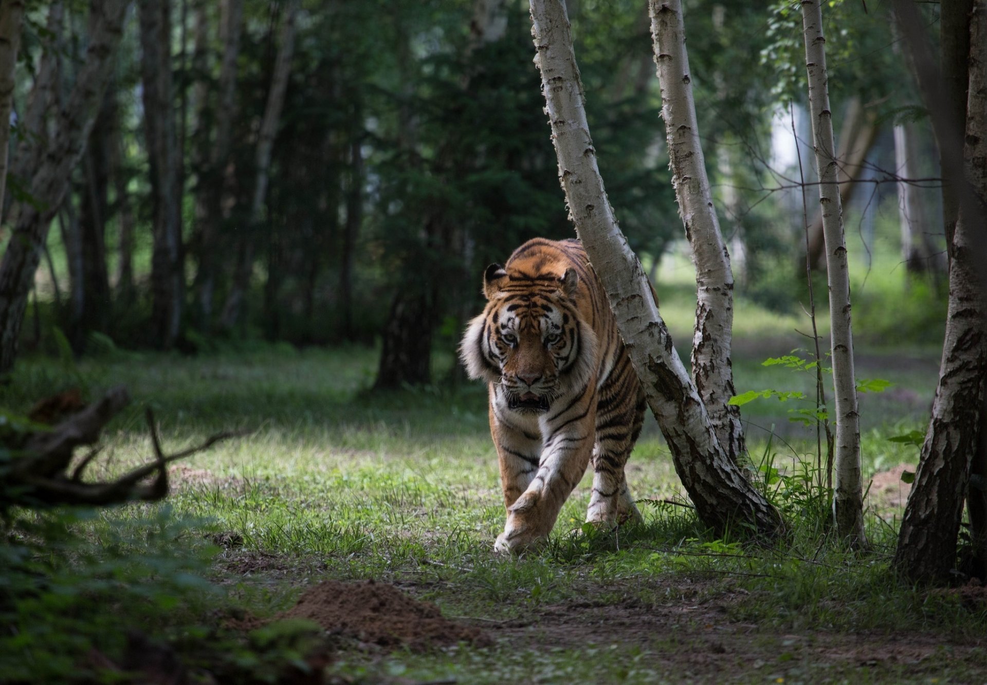 tiger wild cat predator forest