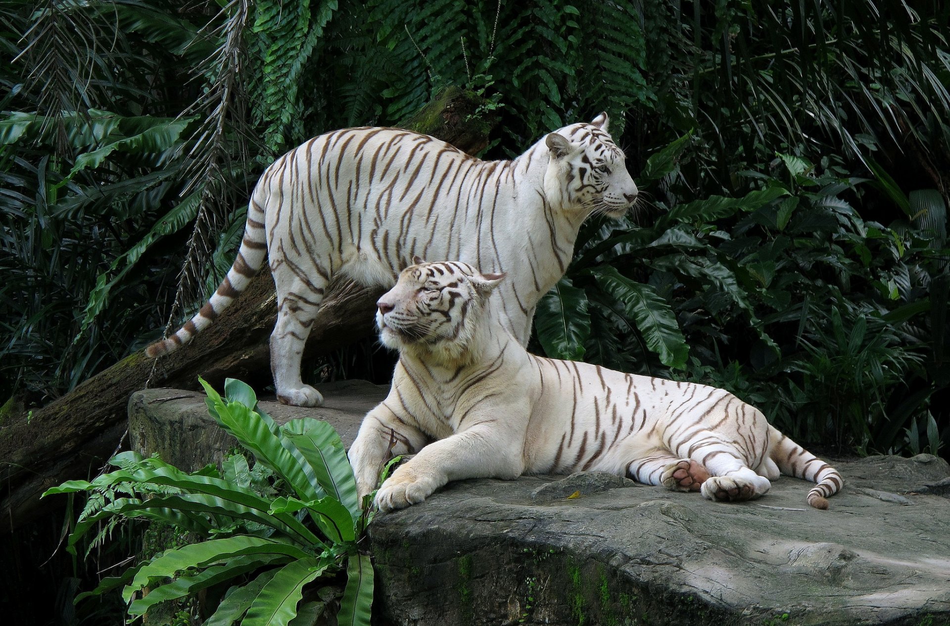 white tigers couple stone