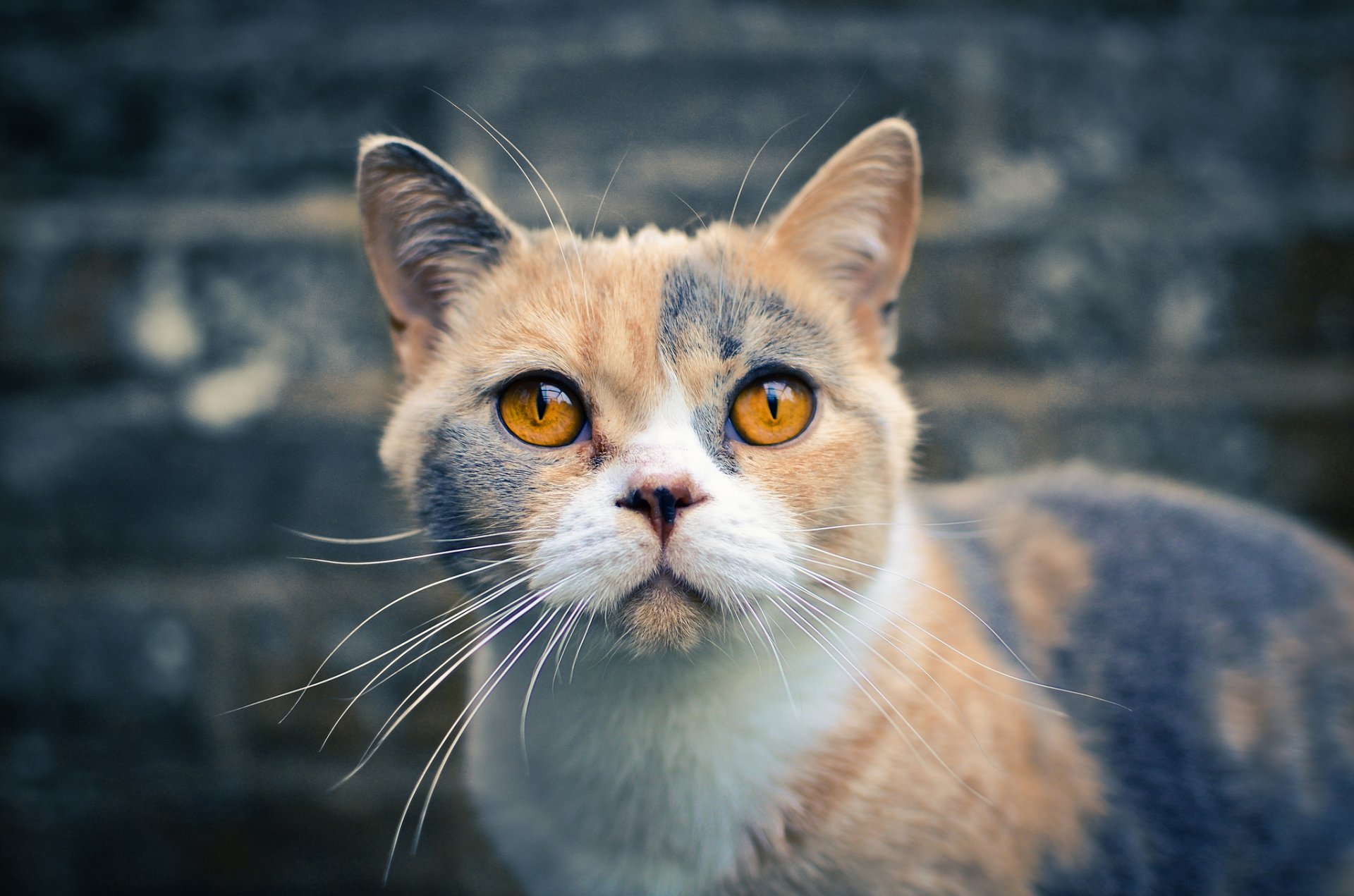 british shorthair view cat