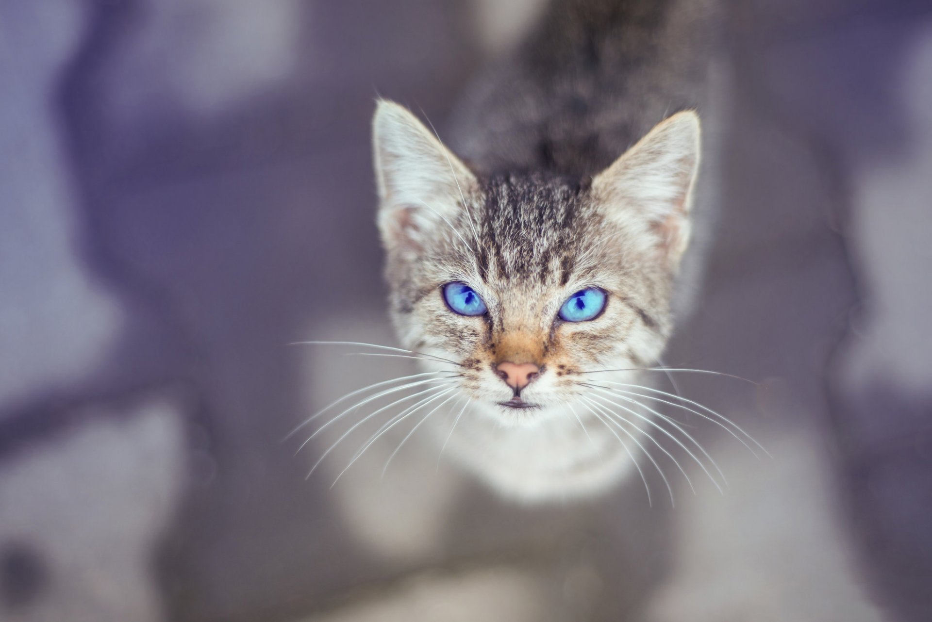 augen kote blick hintergrund