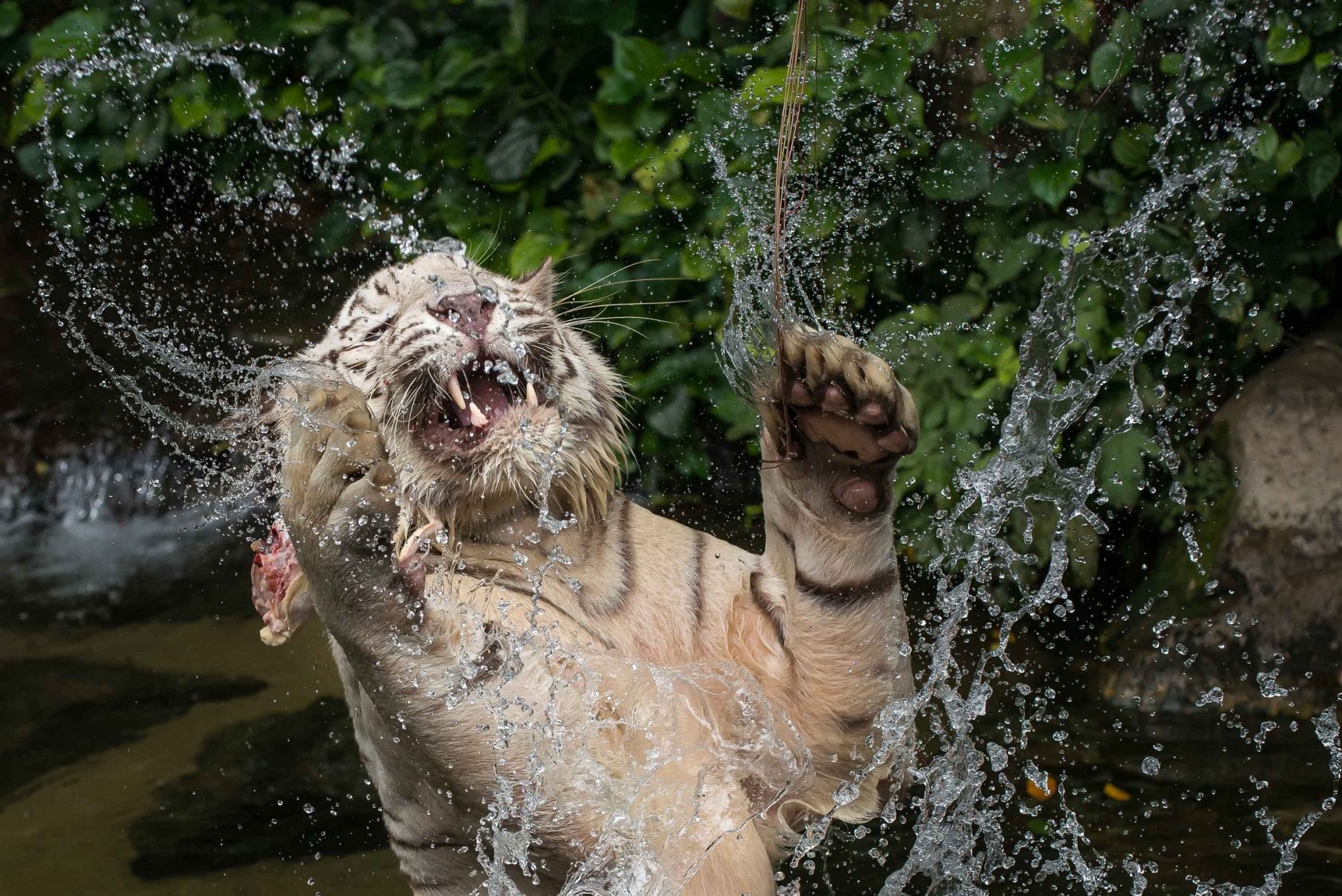 white tiger wild cat predator face fall fangs feet water spray swimming game jump