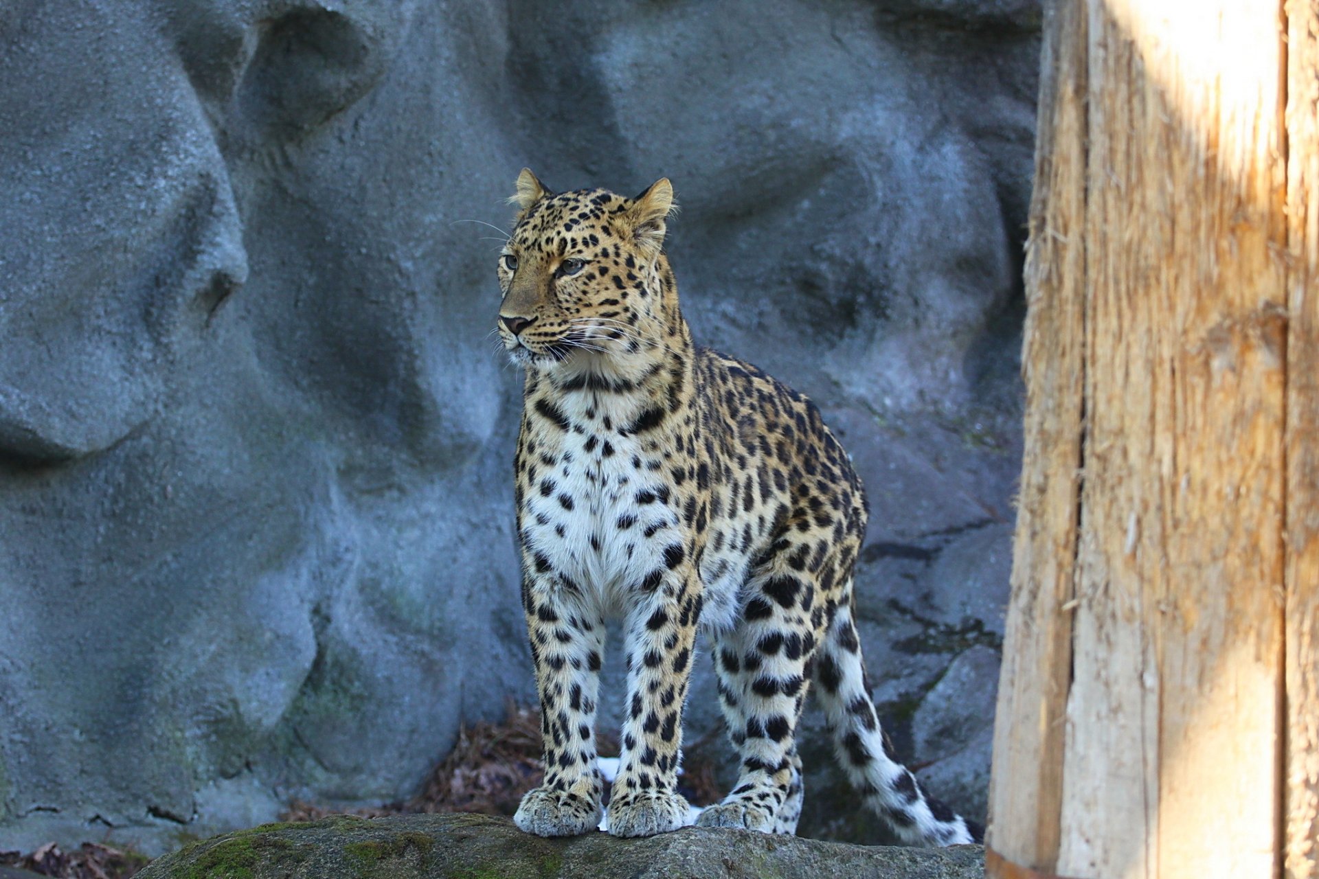 leopardo leopardo dell estremo oriente predatore sguardo gatto maculato