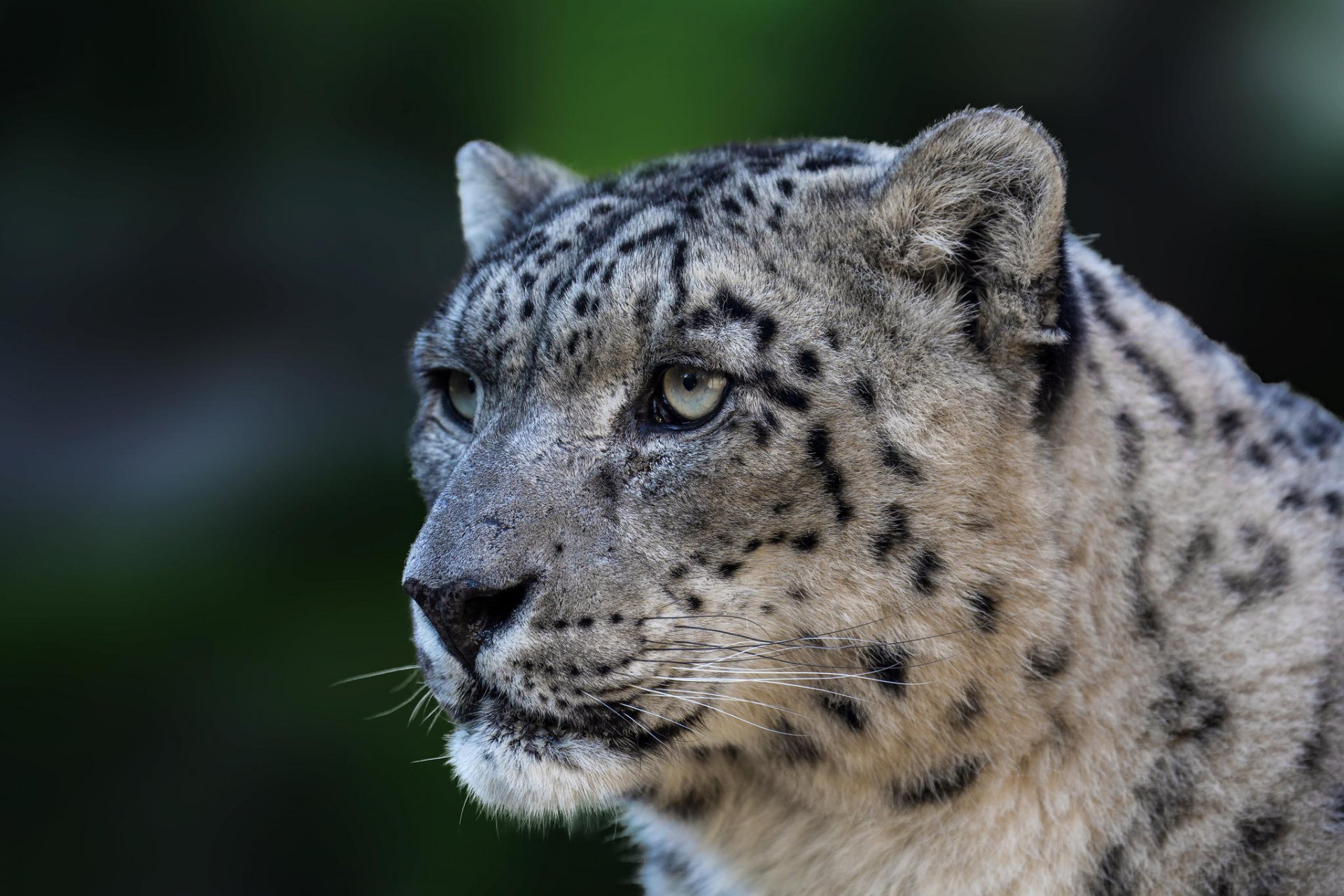 leopardo de las nieves panthera uncia gato salvaje depredador