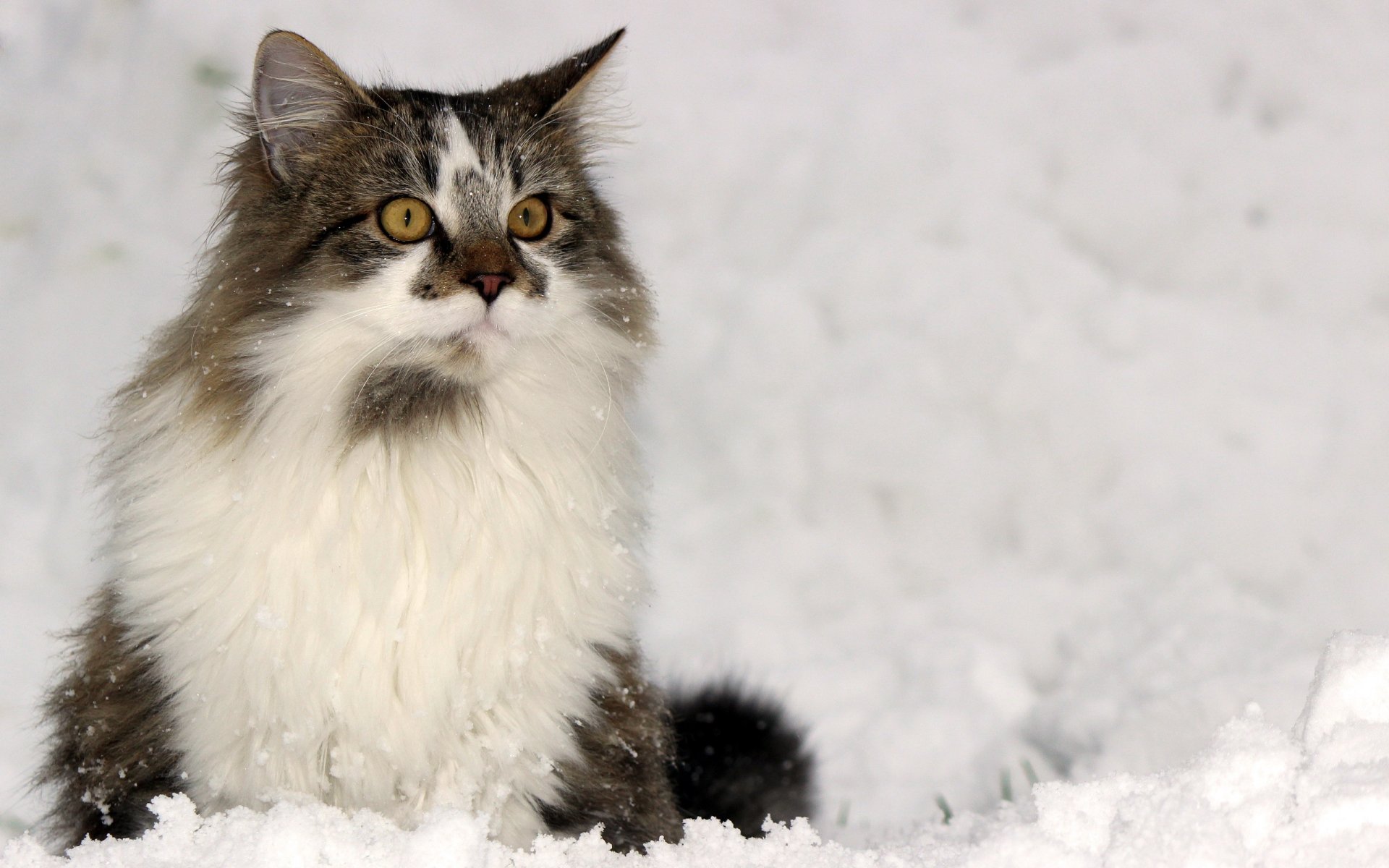 chat vue hiver