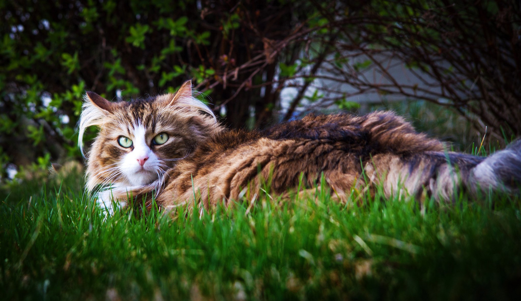 arbuste herbe chat vue