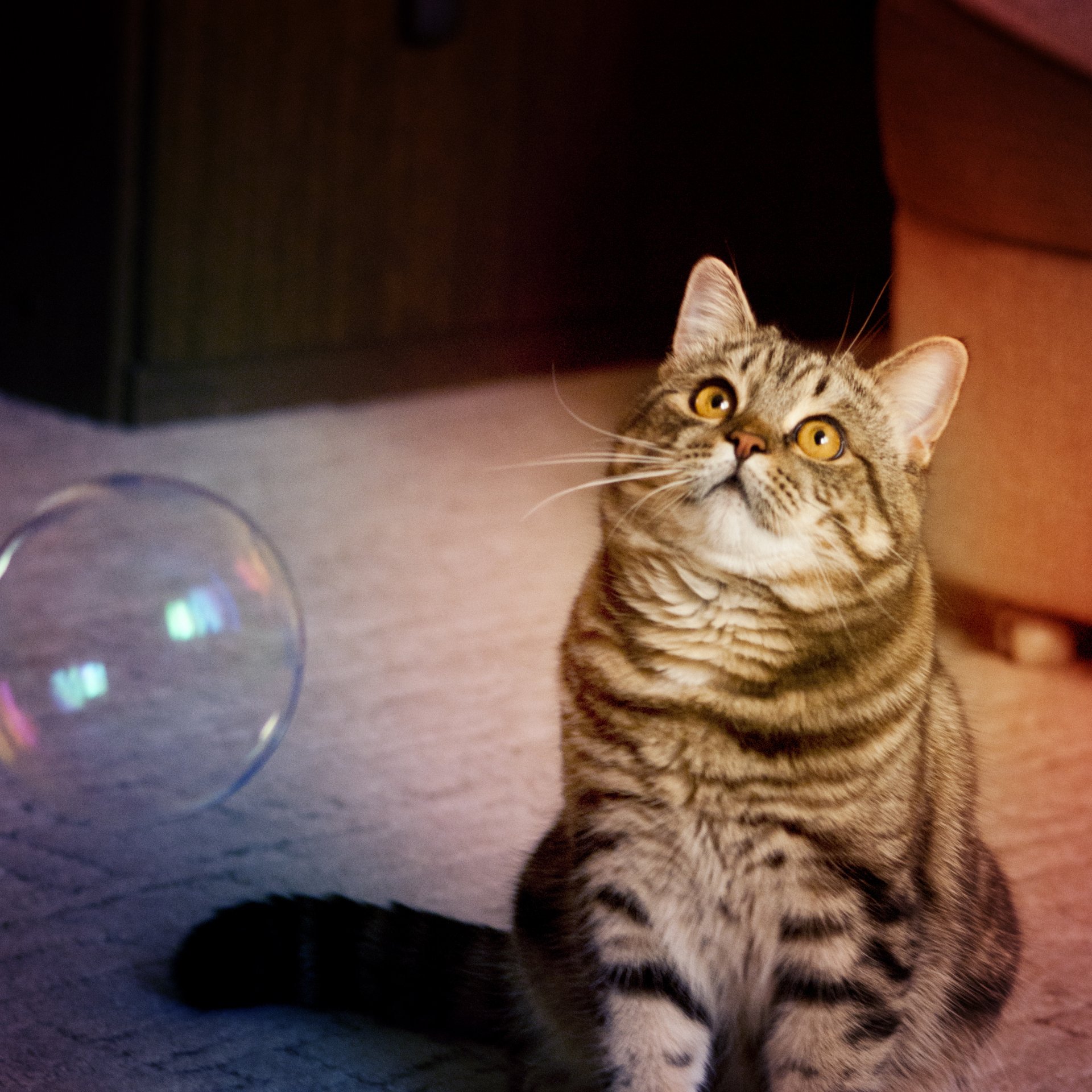 chat bulle de savon joue