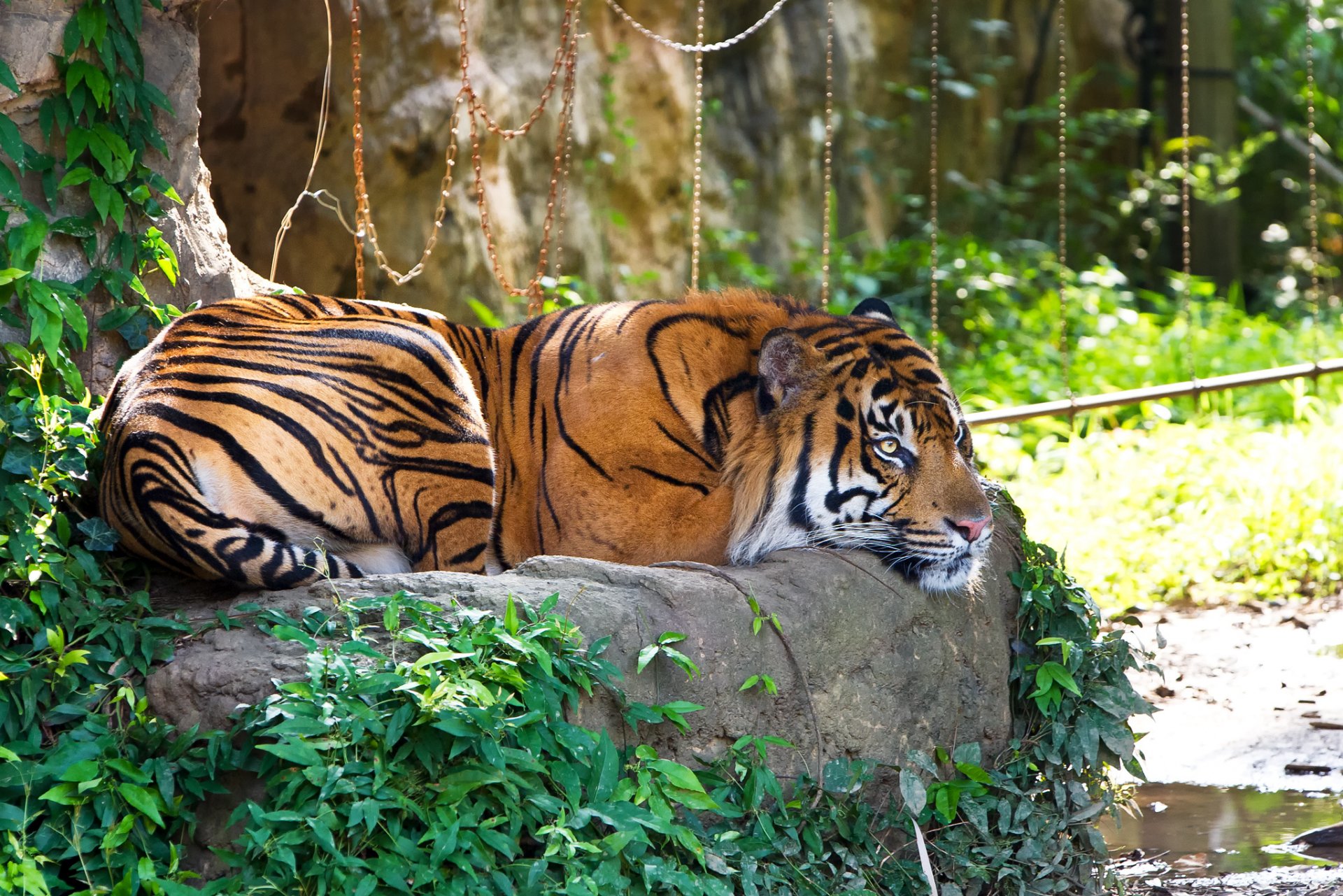 tiger sumatran cat stone grass sport