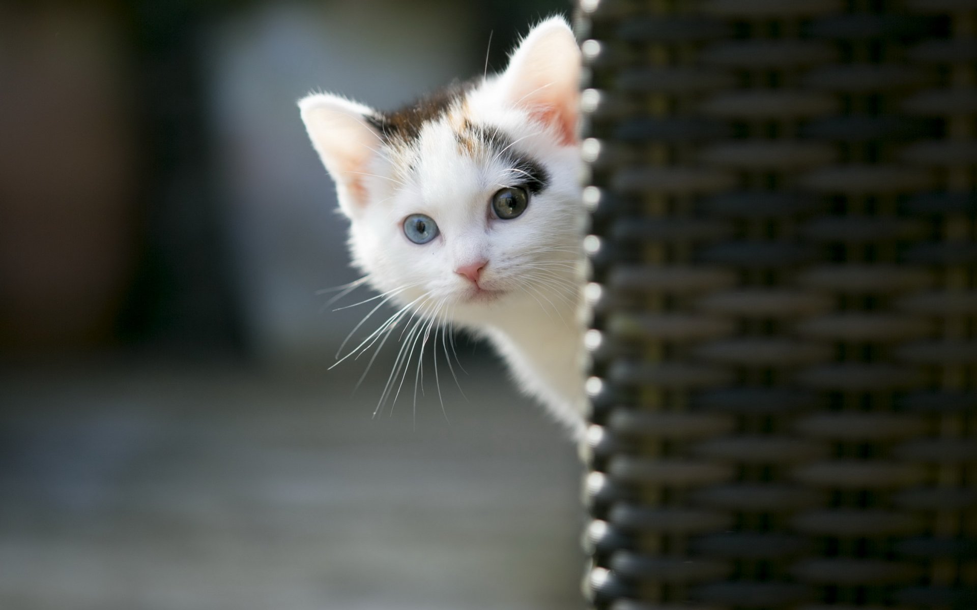 katze blick hintergrund