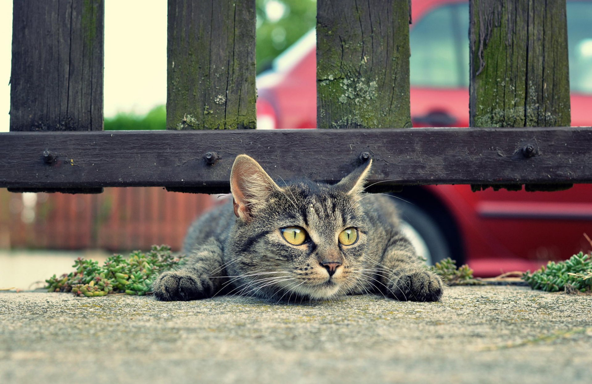 chat moustache terre clôture