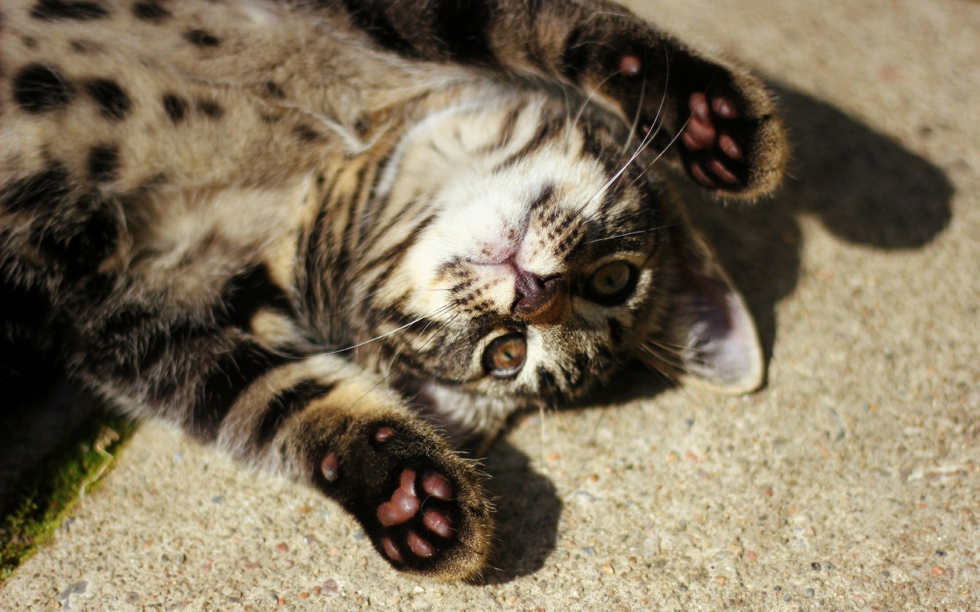 cat feet mustache