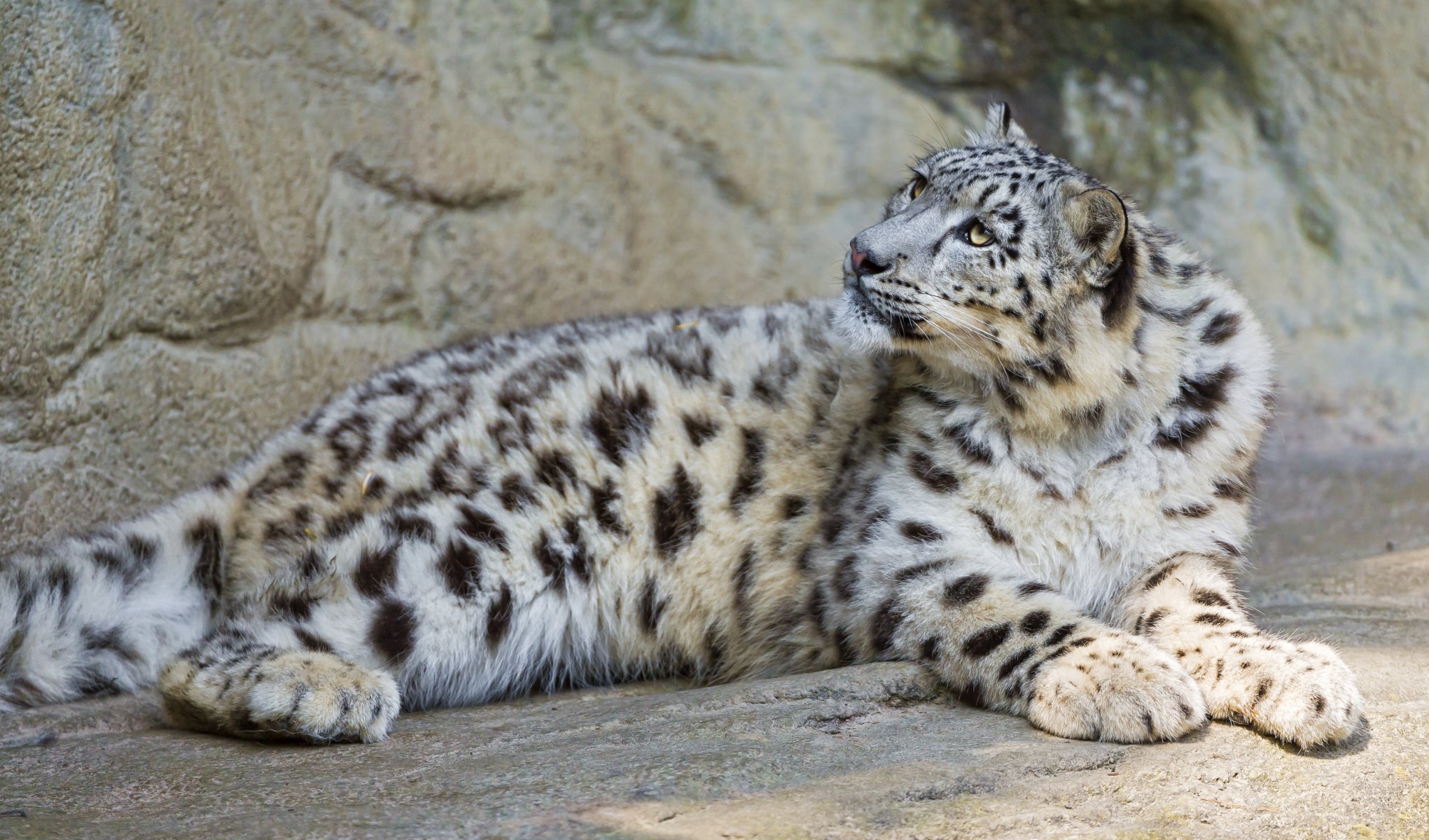 now leopard snow leopard cat stones look ©tambako the jaguar