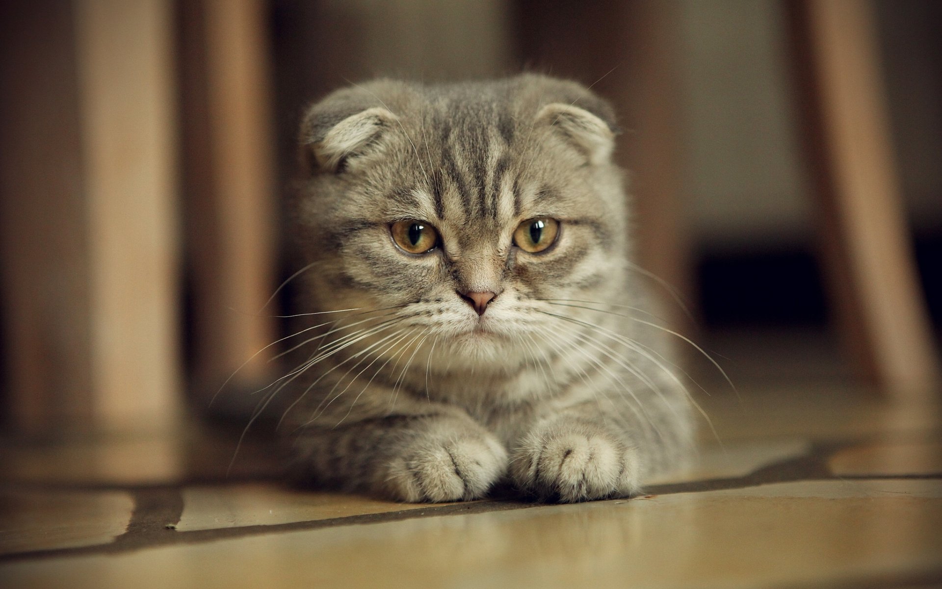 scottish fold scottish fold schnurrbart blick