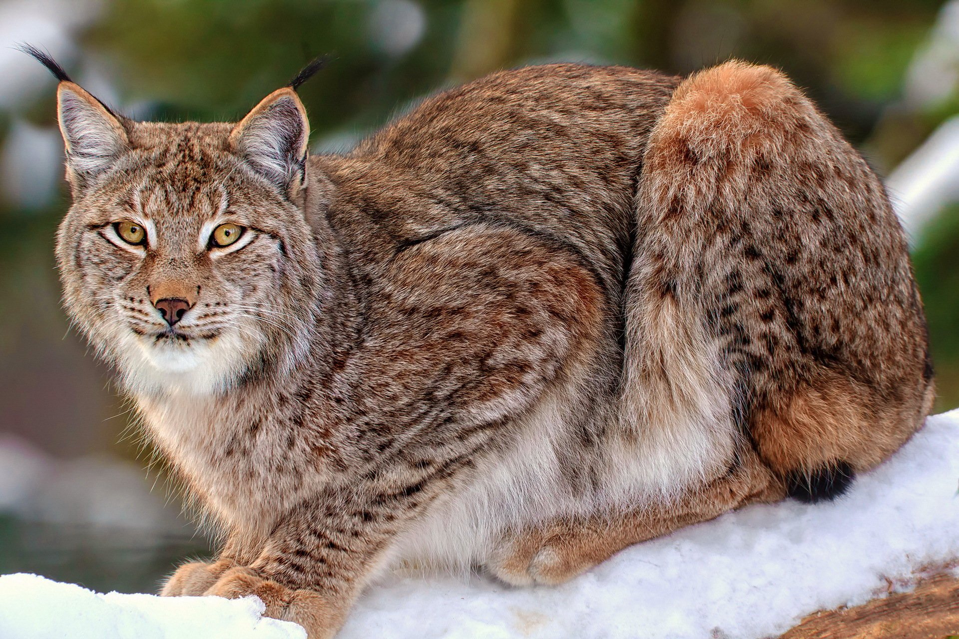 lince neve albero vista riposo