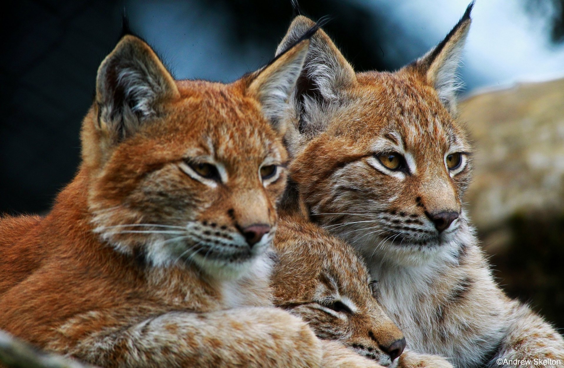 lynx chats sauvages trio famille vacances