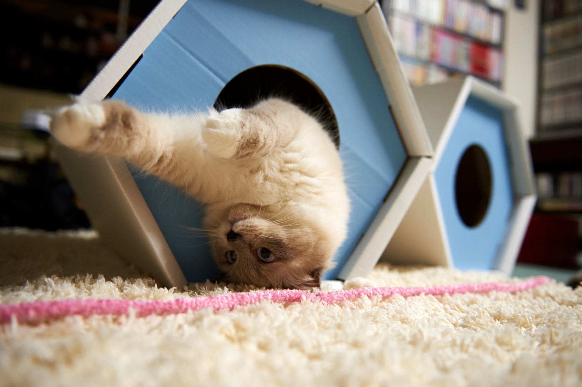 cat house game upside down carpet